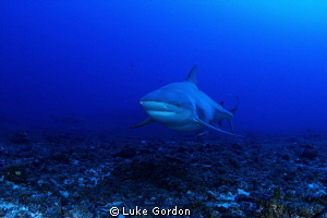 Bull Shark this morning at our dive at Cathedral, 8 or 9 ... by Luke Gordon 